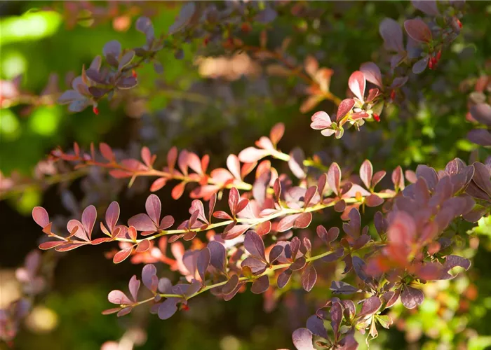 Berberis thunbergii Atropurpurea