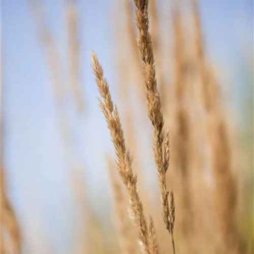 Calamagrostis x Karl Foerster
