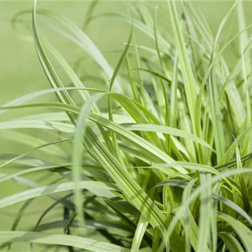 Carex caryohyllea The Beatles