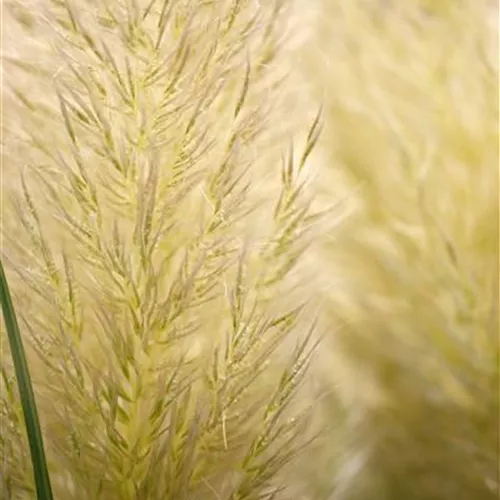 Cortaderia selloana Evita