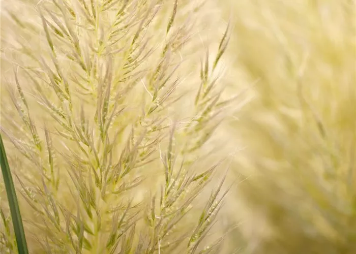 Cortaderia selloana Evita