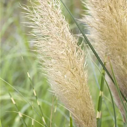 Cortaderia selloana Pumila