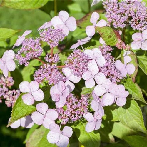 Hydrangea aspera ssp. serrata