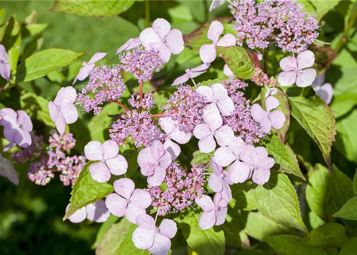 Hydrangea aspera ssp. serrata