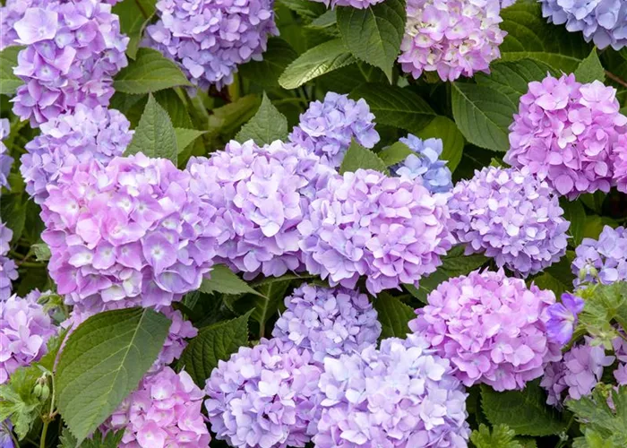 Hydrangea 'Endless Summer'