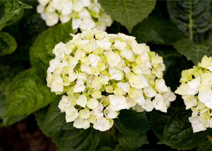 Hydrangea macrophylla The Bride