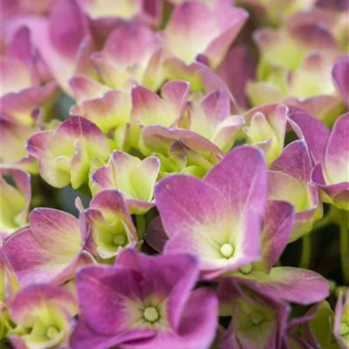 Hydrangea 'Magical Four Seasons'
