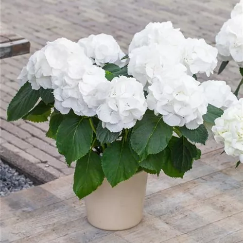 Hydrangea macropylla Schneeball