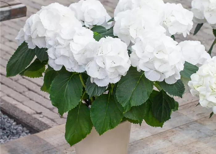 Hydrangea macropylla Schneeball