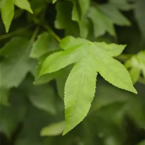 Liquidambar styraciflua &#39;GumBall‘