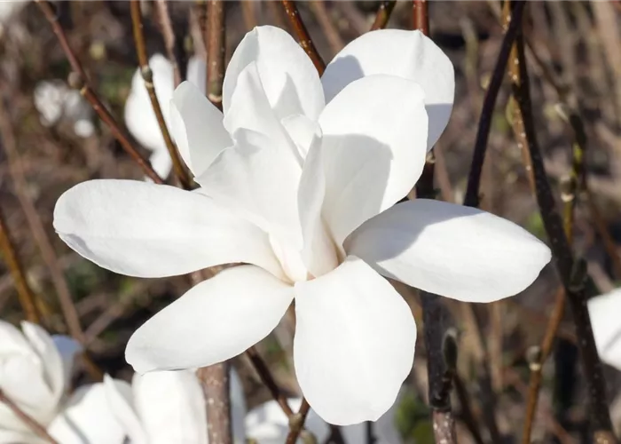 Magnolia stellata 