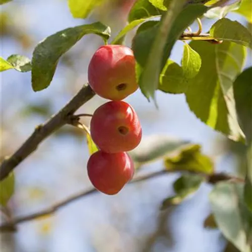Malus Red Sentinel, Evereste