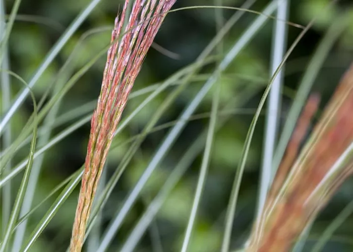 Miscanthus sinensis Kleine Silberspinne