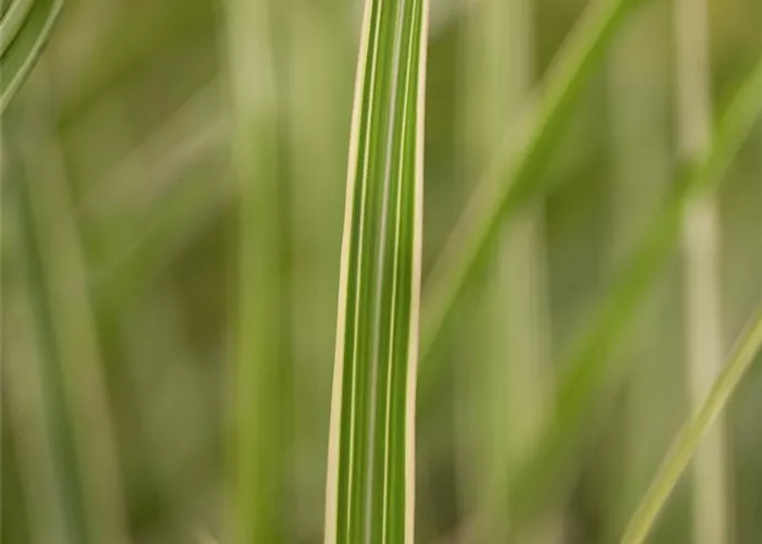 Miscanthus sinensis Variegatus
