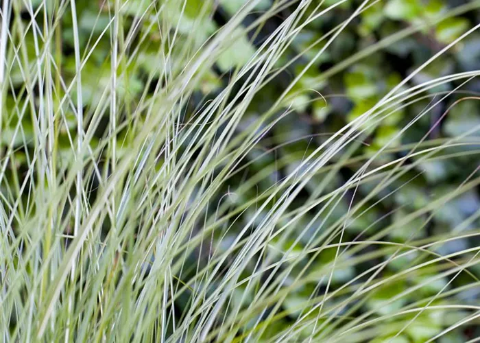 Miscanthus sinensis Gracillimus