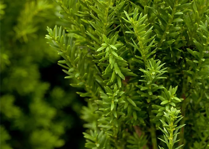Taxus media hillii