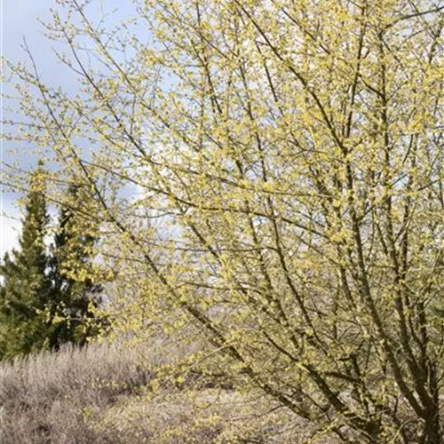 &#39;Cornus mas&#39;