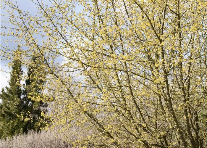 'Cornus mas'