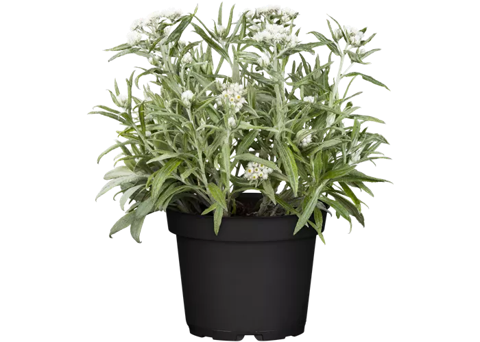 Anaphalis triplinervis Sommerschnee