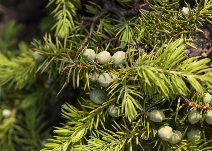 Immergrüne Nadelhölzer