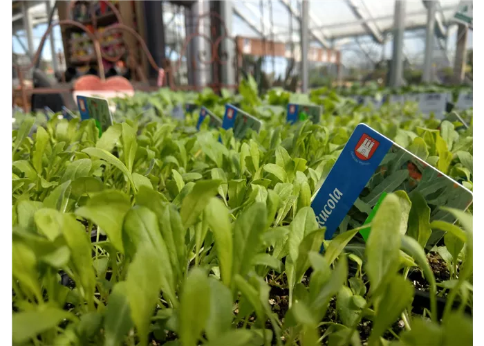 div. Gemüsejungpflanzen