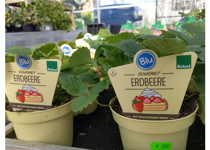 Bio-Gemüsespezialitäten