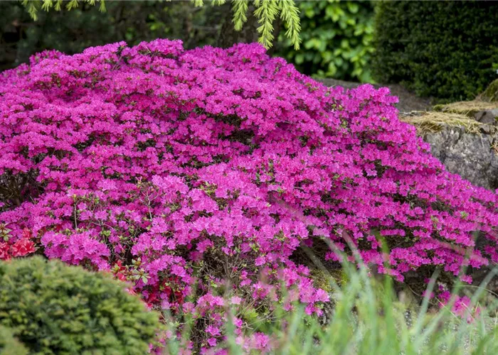 Rhododendron yakushimanum