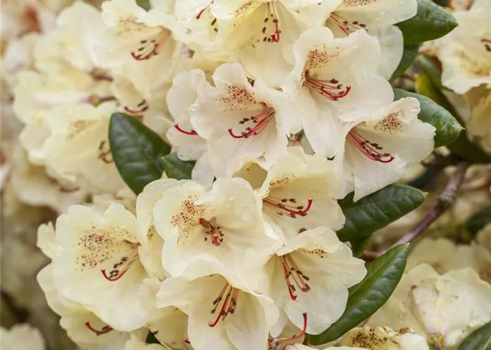 Rhododendron yakushimanum 'Flava'