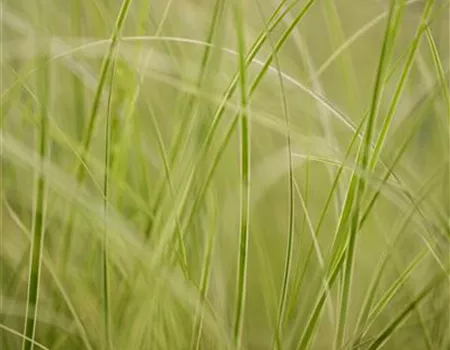 Auf die Feinheiten kommt es an: wie Gräser den Garten aufwerten