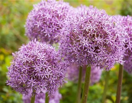 Allium – pflegeleichter Zierlauch als Gartenschmuck