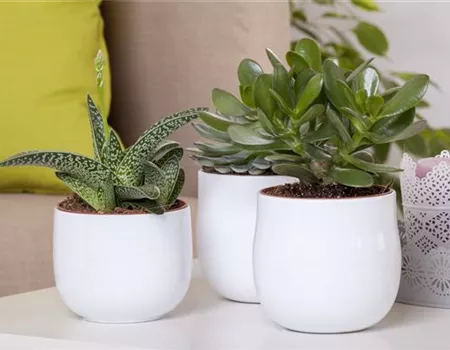 Aloe Vera - die Pflanze, die schön macht