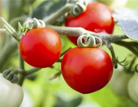 Alte Tomatensorten gibt es auch fürs Freiland
