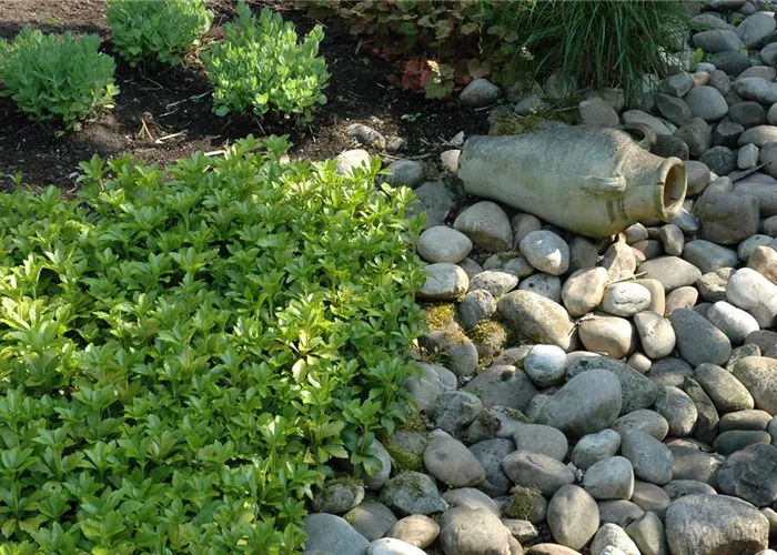 Auf dem Boden der Tatsachen – Bodendecker im Garten