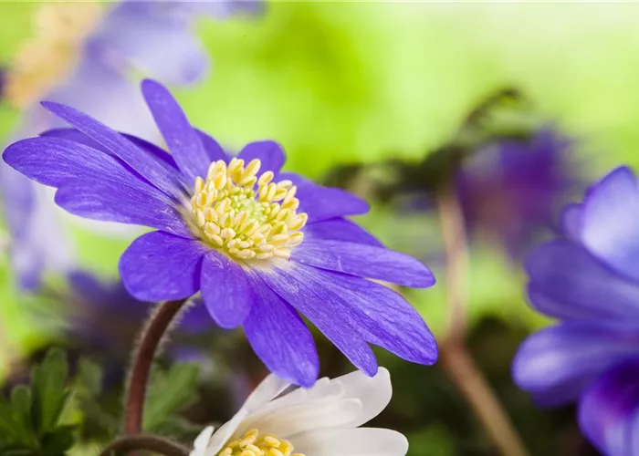 Anemonen im Topf bringen Farbenfreude auf den Balkon