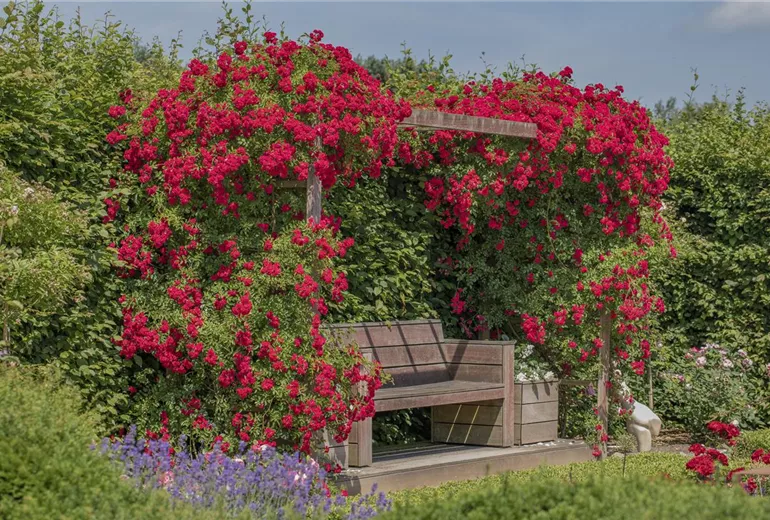 Kletterrose, rot