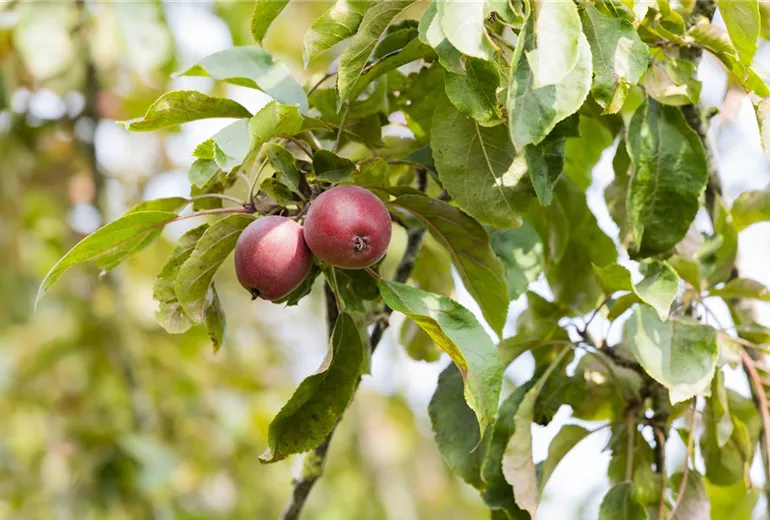 Malus domestica