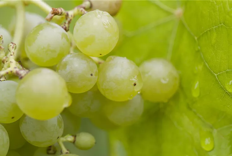 Vitis vinifera 'Romulus'