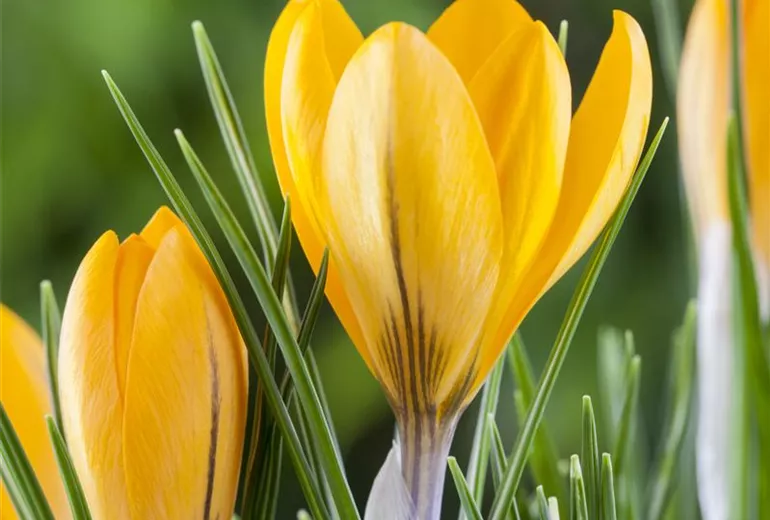 Crocus chrysanthus