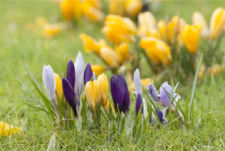 Crocus