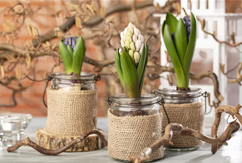 Hyacinthus