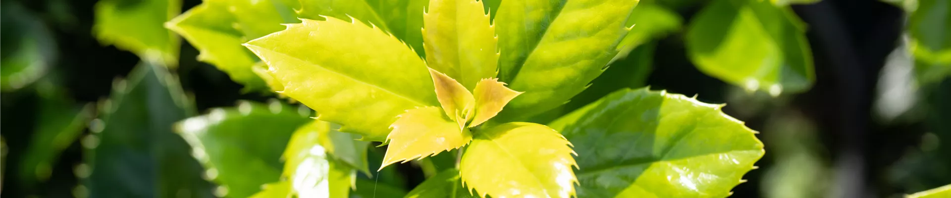 Ilex meserveae 'Heckenfee'®(s)