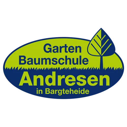 Catalpa bignoides Nana