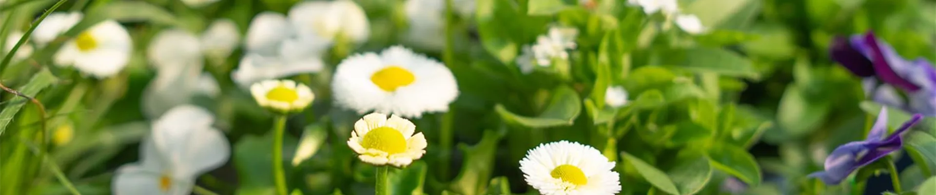 Gartenbaumschule-Andresen_219