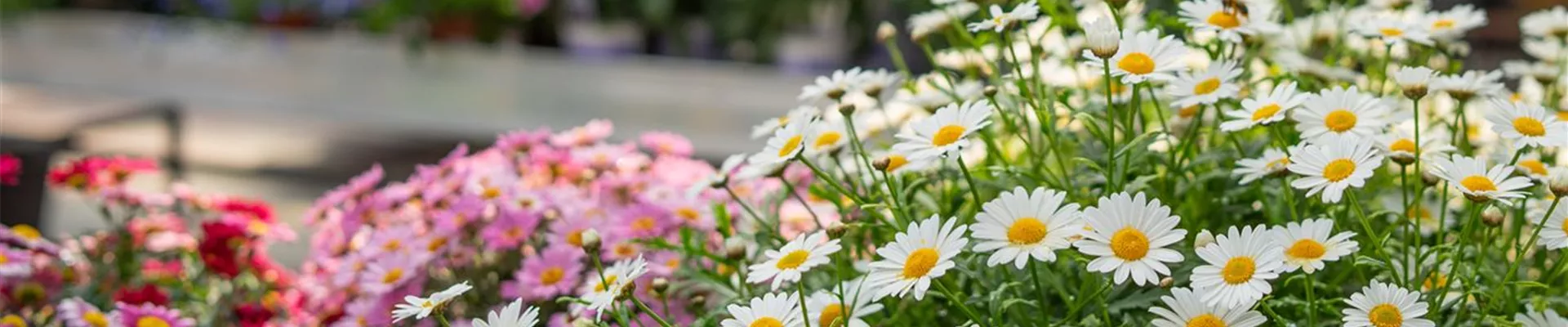 Gartenbaumschule-Andresen_744