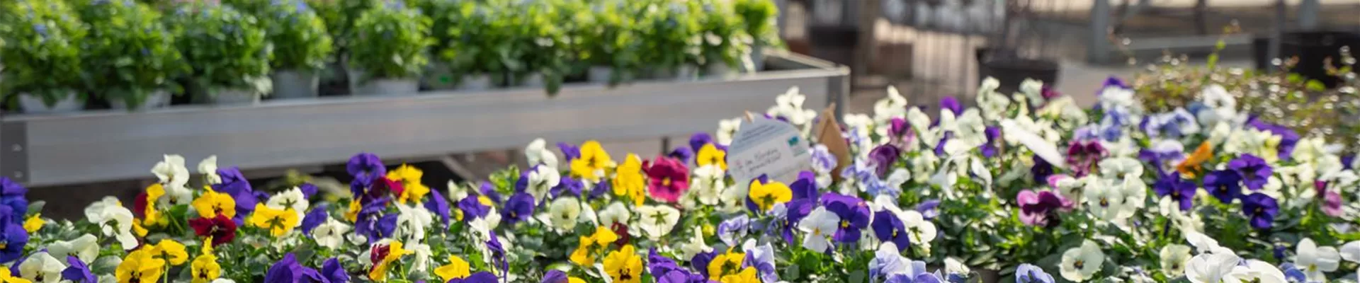 Gartenbaumschule-Andresen_034