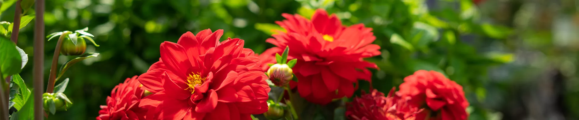 Gartenbaumschule-Andresen_733