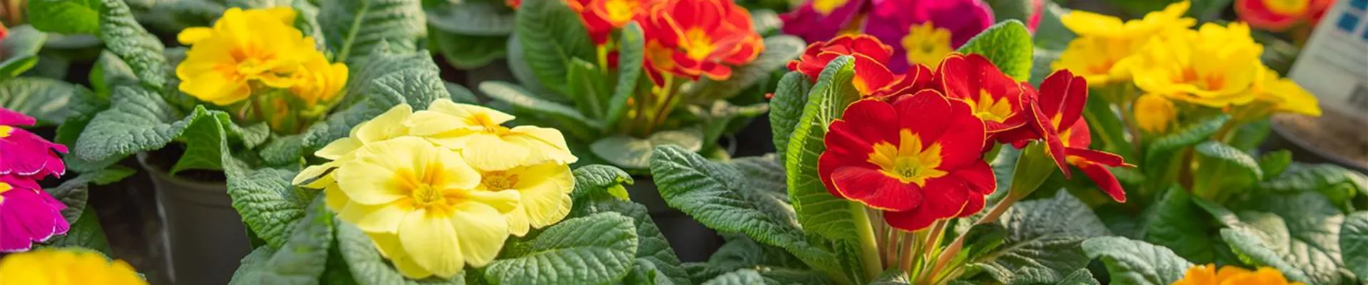 Gartenbaumschule-Andresen_221-0-788-2048-438