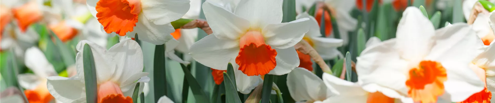 Narcissus cyclamineus