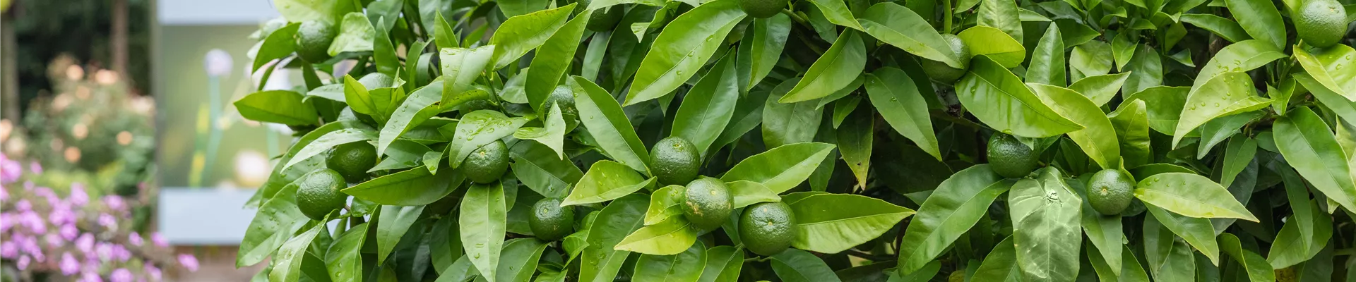 Citrus nobilis
