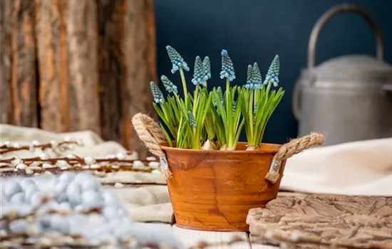 Die schönsten Frühblüher für Balkon und Terrasse